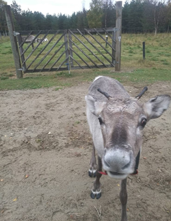 Reindeer